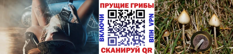 Псилоцибиновые грибы GOLDEN TEACHER Рыбное